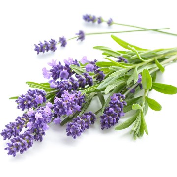 ESENCIA DE LAVANDA