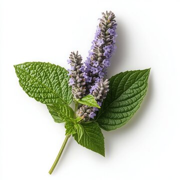 ESENCIA DE PATCHOULI