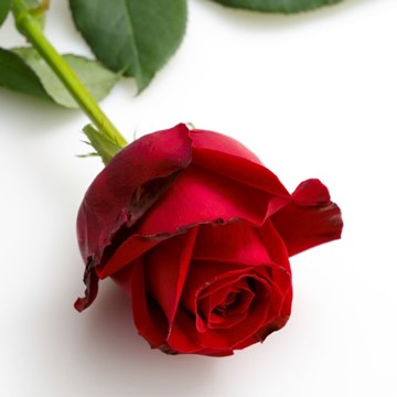 ESENCIA DE ROSA ROJA